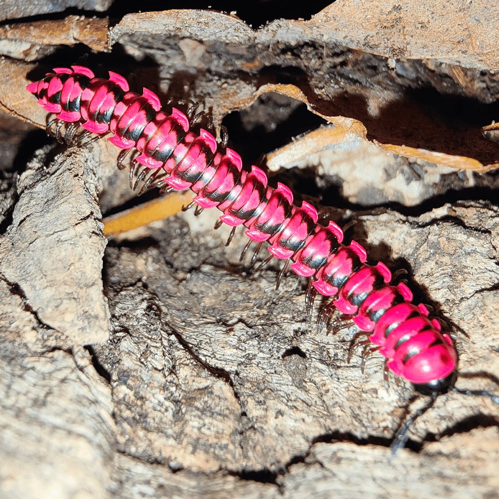Antheromorpha unicata Pink Spine Millipede