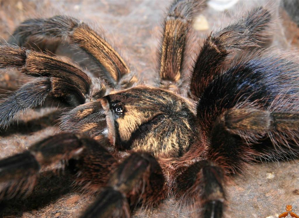 Phormictopus auratus Cuban Gold (1-2cm)