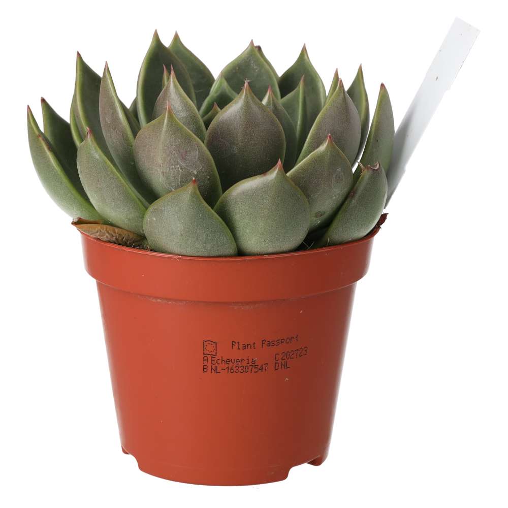 Live plant. Echeveria agavoides (Medium)