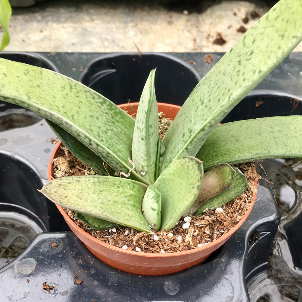 Gasteria “little warty” (small)