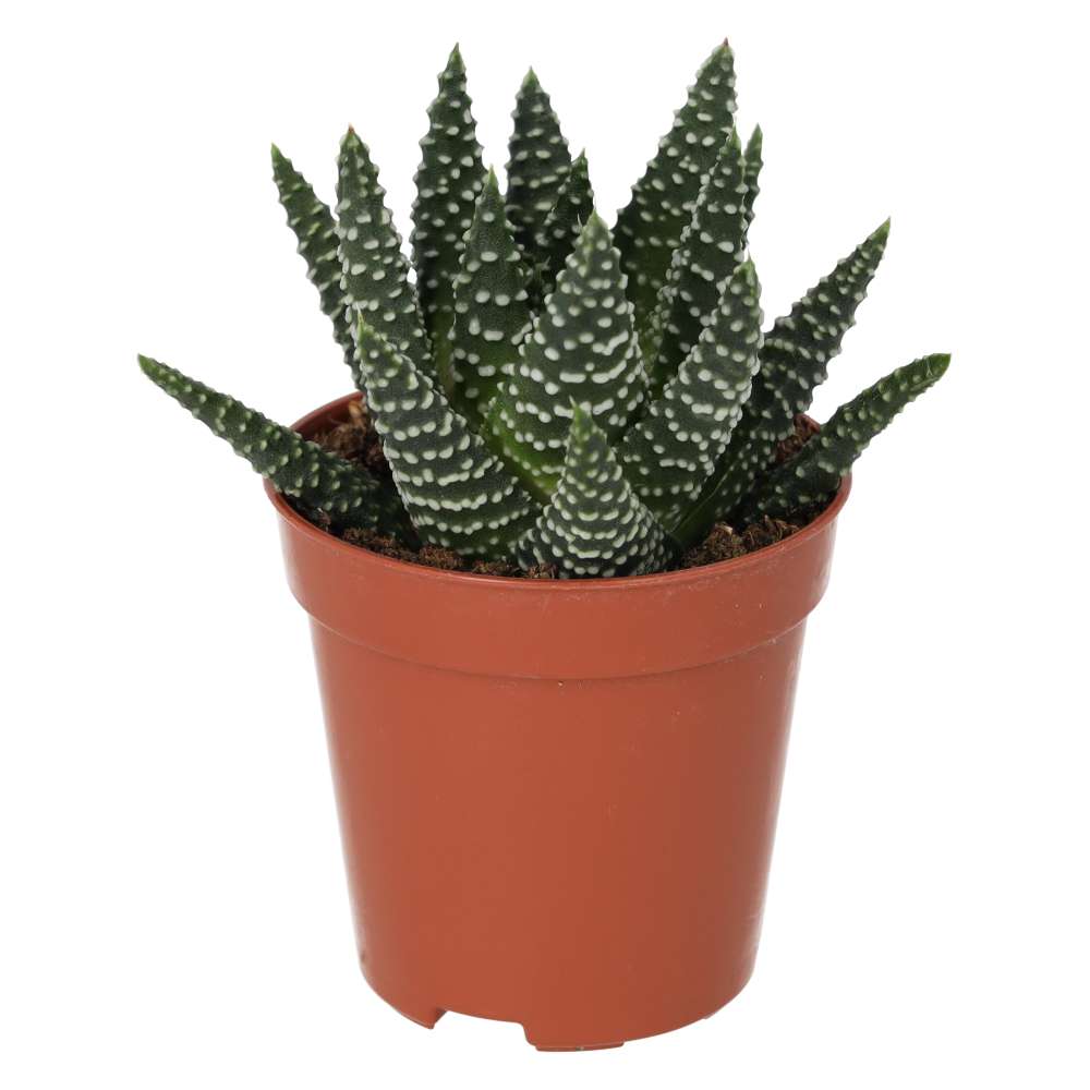 Harworthia margaritafera Medium