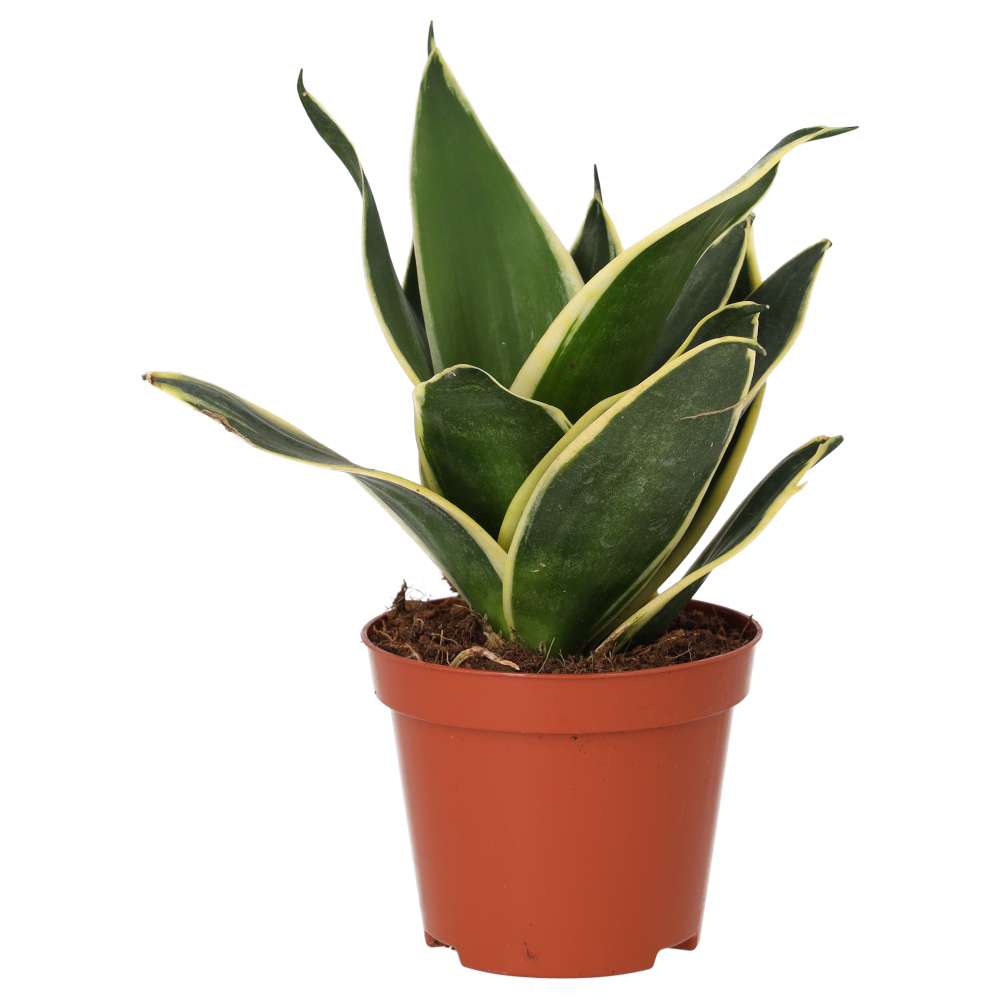 Mother-in-law’s Tongue (Medium) (Sansevieria trifasciata)
