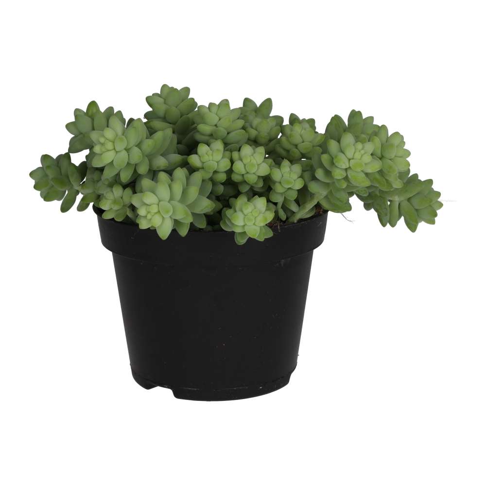 Live Edible Plant Sedum burrito (Large)