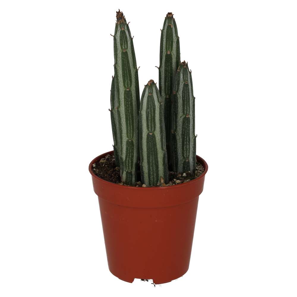 Candle Succulent Medium