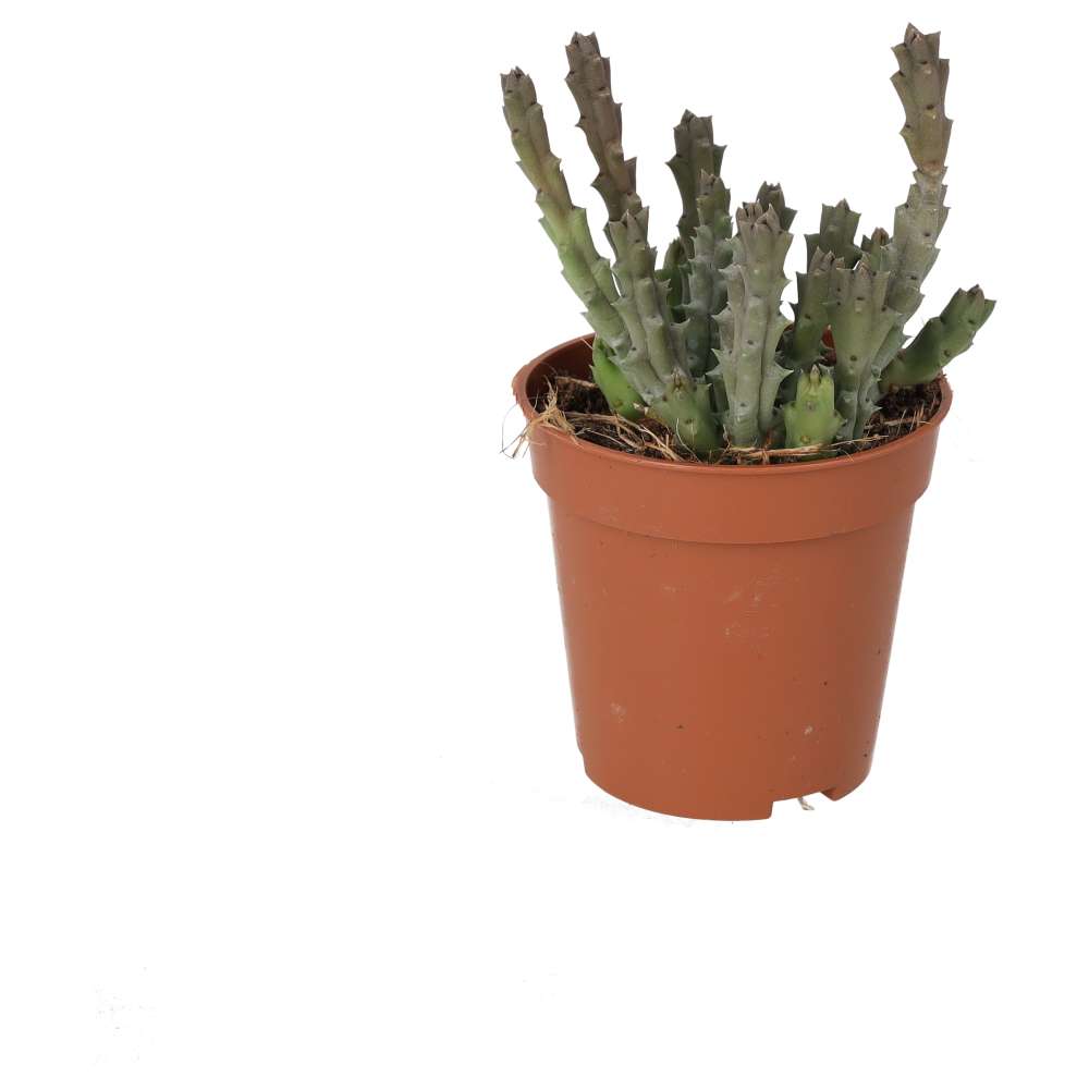 Live plant. Star Flower Succulent (Small)