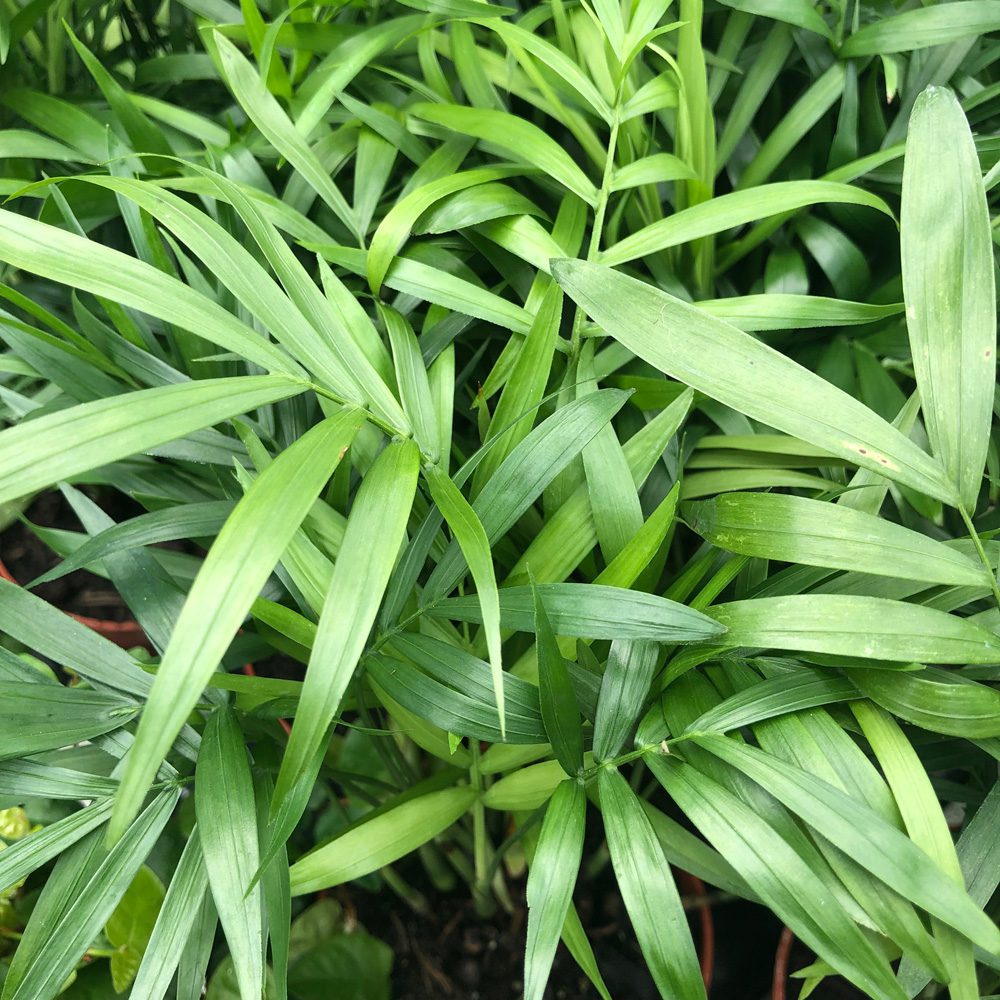 Live plant. Chamaedorea elegans (Large)