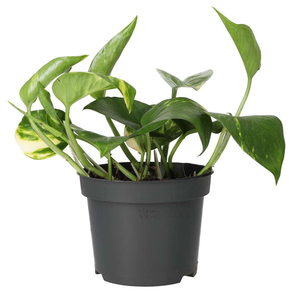 Live Plant. Epipremnum aureum (Large)