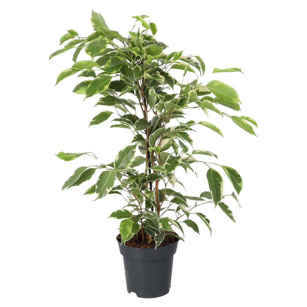 Live Plant: Weeping Fig ‘Variegated’ Extra Tall
(Ficus benjamina)