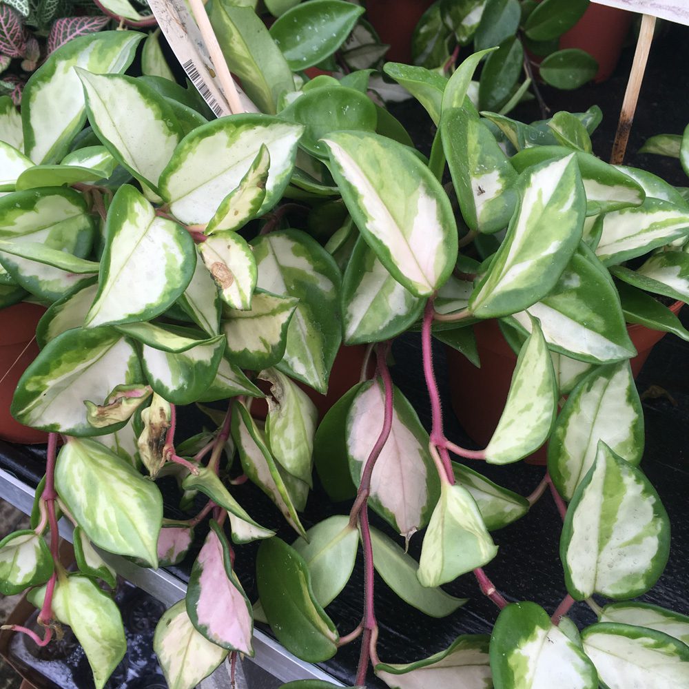 Live Plant. Wax Plant ‘Tricolour’ (Large) (Hoya carnosa)