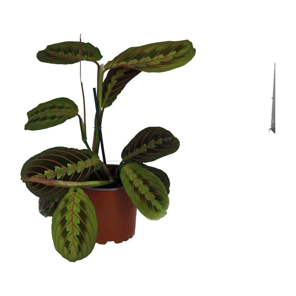 Maranta (Large)