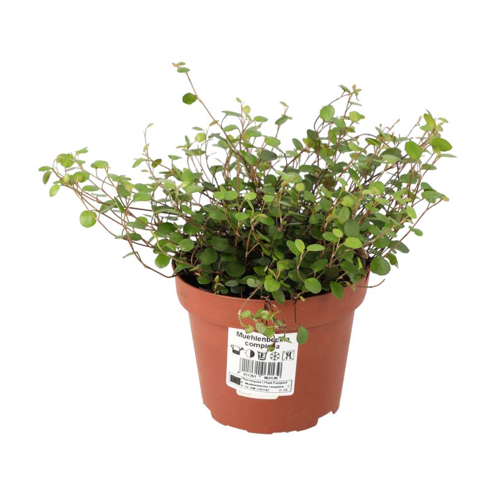 Muehlenbeckia complexa Medium