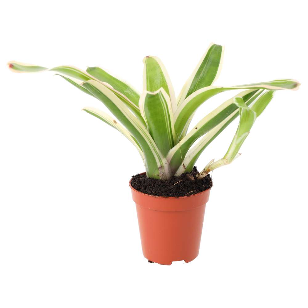 Live plant. Nidularium ‘fireball’ (Small)