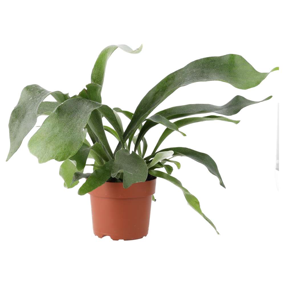 Stag Horn Fern Platycerium bifurcatum (Large)