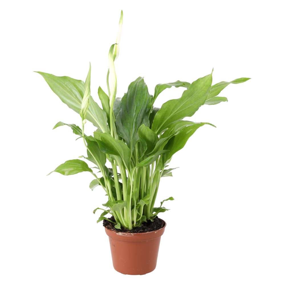 Live plant. Peace Lily
(Spathiphyllum kochi)