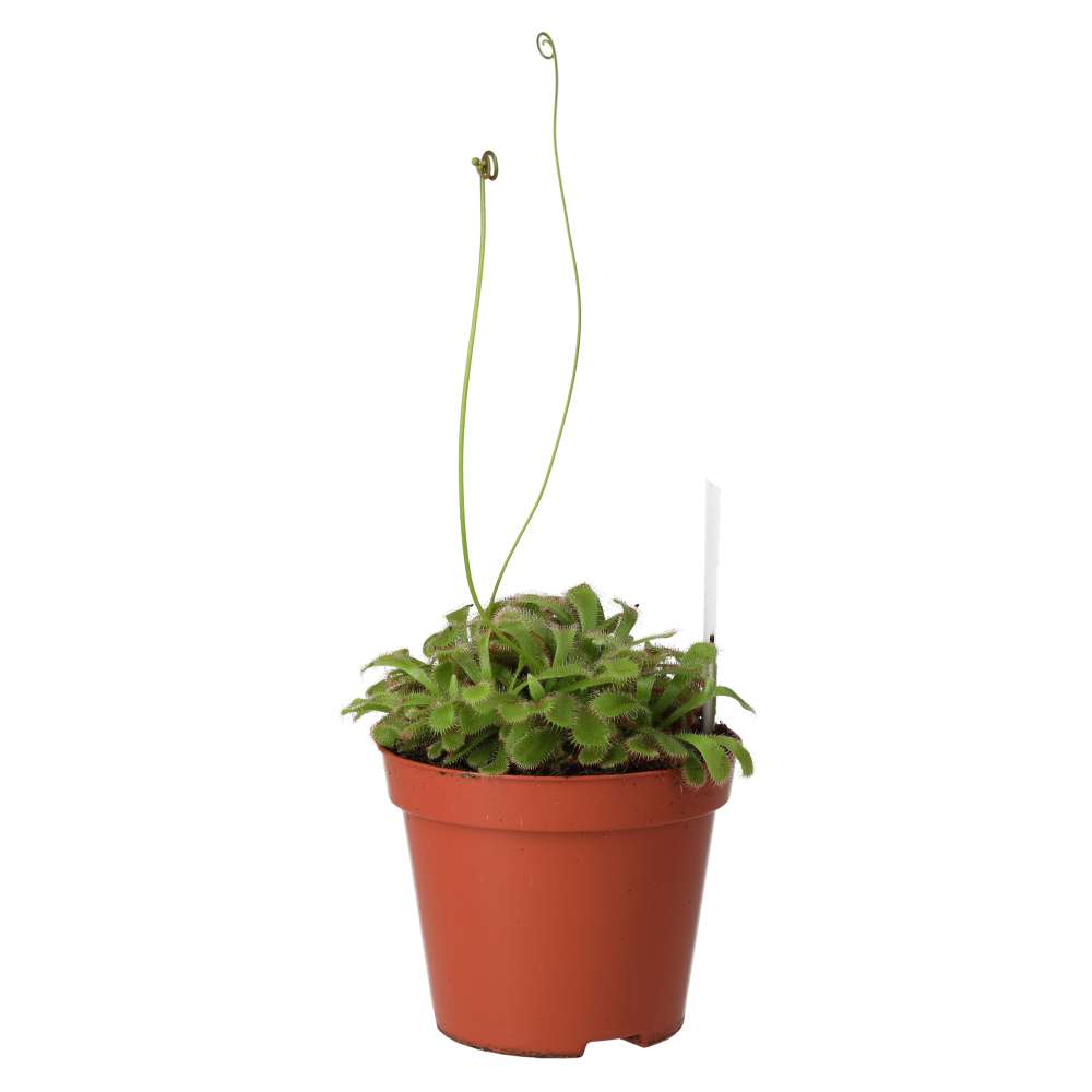 Live plant. Drosera aliciae (Medium) (Drosera aliciae)