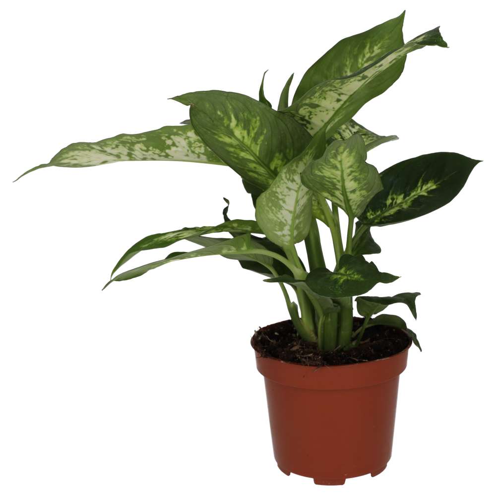 Live plant. Dumb Cane (Large)
(Dieffenbachia 'Green magic'