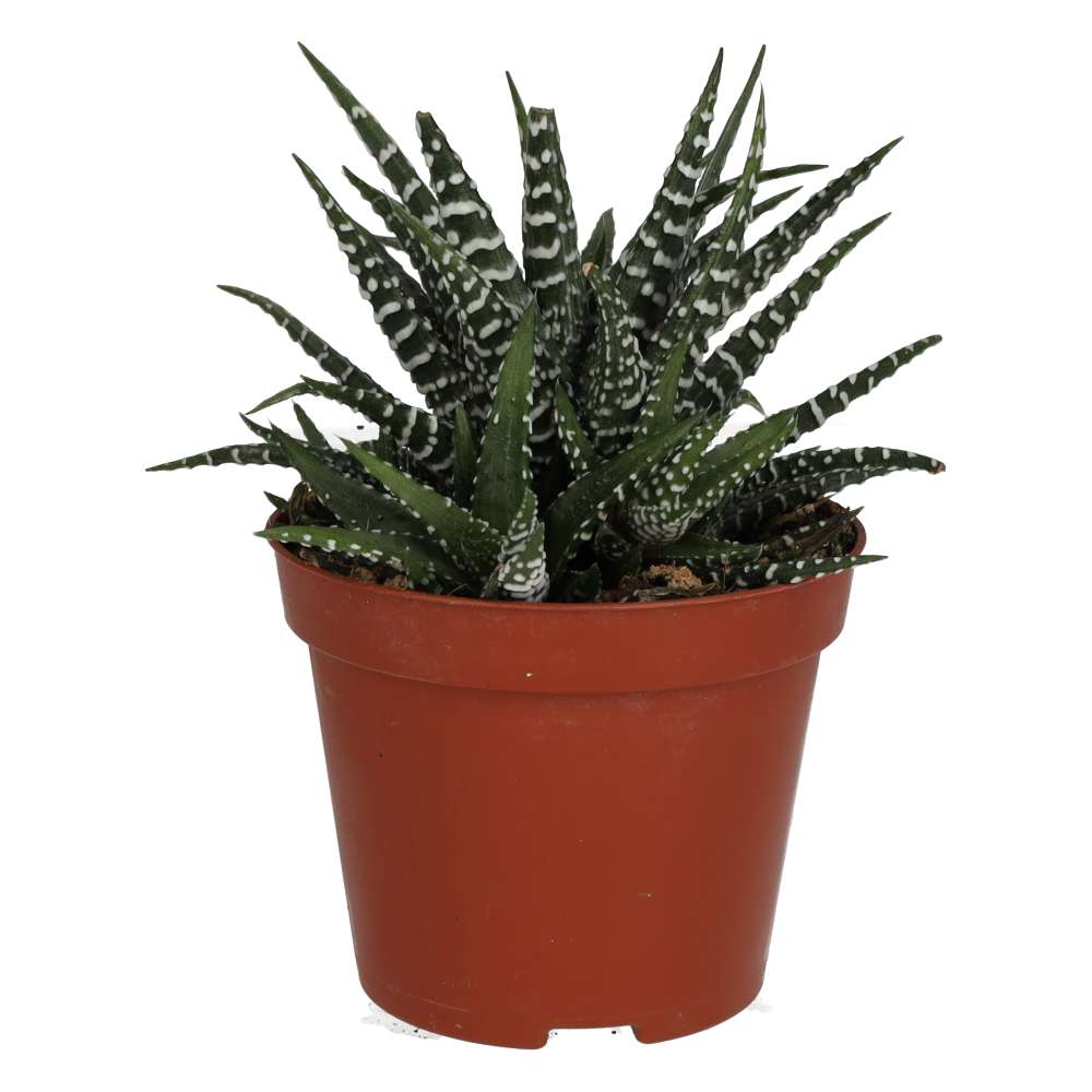 PR Live Plant. Zebra Plant (Medium) (Harworthia fasciata)