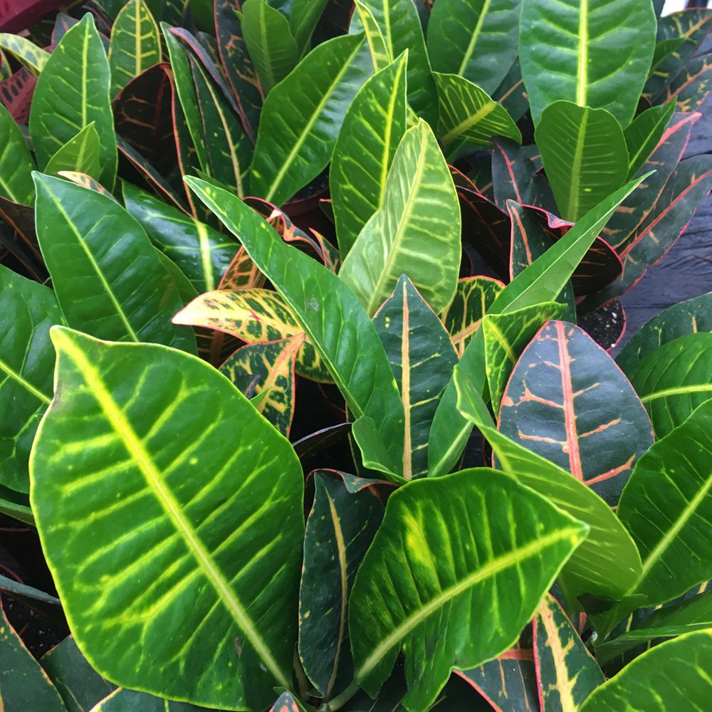 Live Plant. Garden Croton ‘Nervia’ (Medium)