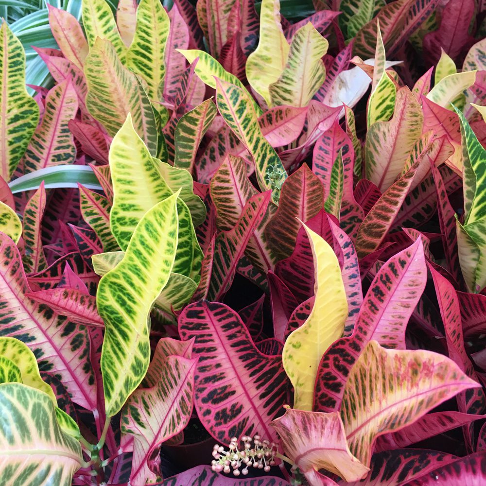 Live Plant. Garden Croton ‘Petra’ (Medium)