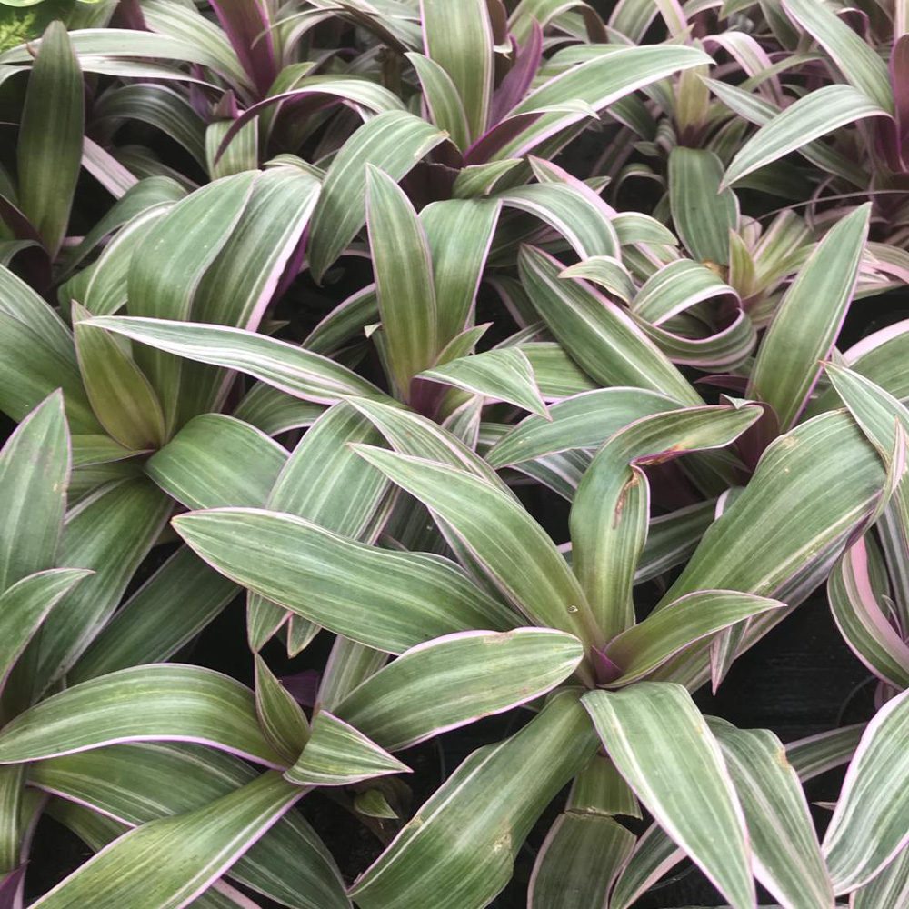 Live Plant. Moses-in-the-cradle (Medium)
(Rhoeo discolor)