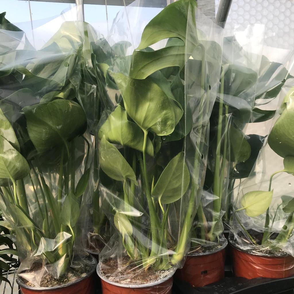 Live plant. Swiss Cheese Plant (XLarge) Monstera deliciosa