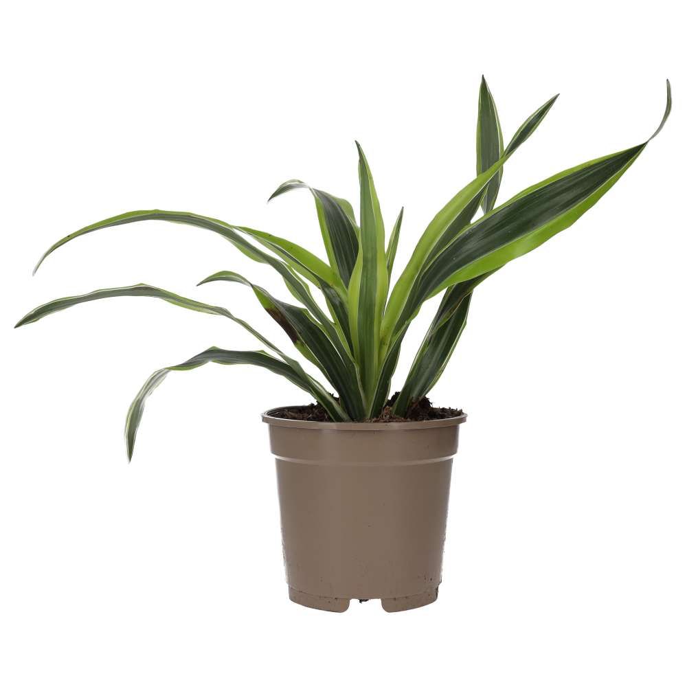 Live plant. Dragon Plant (X Large)