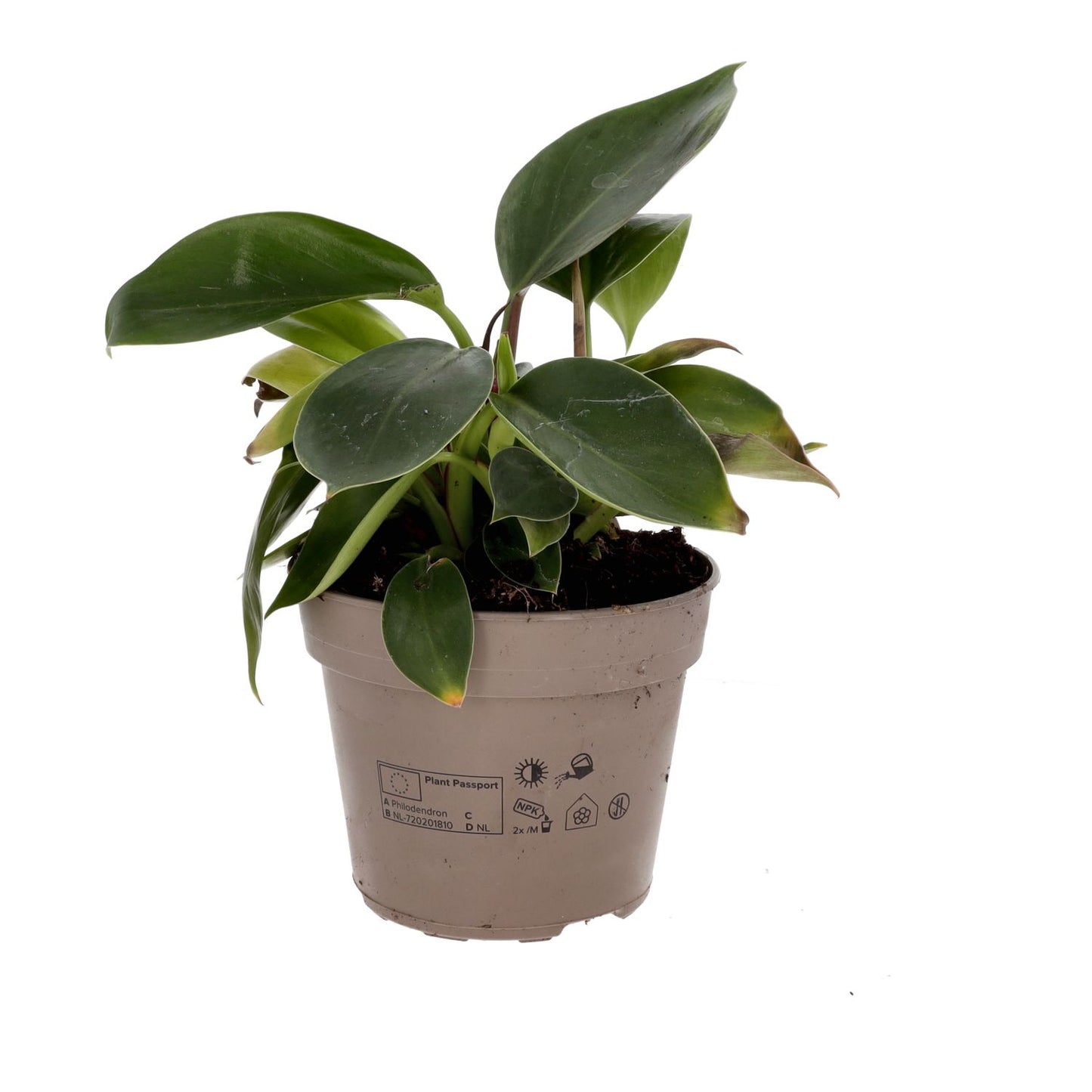 Live plant. Philodendron scandens