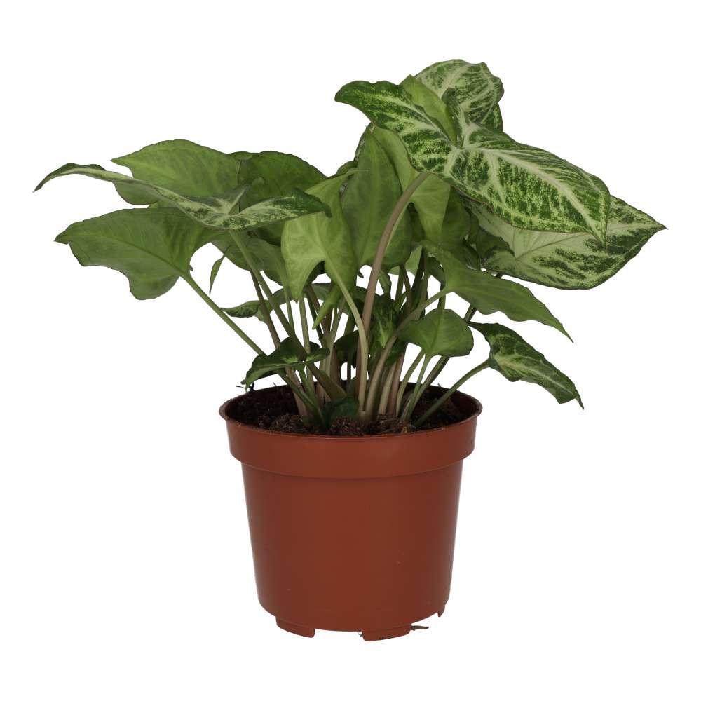 Live plant. Arrowhead Vine ‘Arrow’ (Large) (Syngonium 'Arrow')