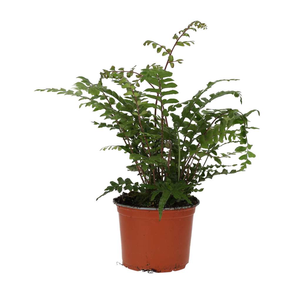 Live plant. Mahogany Maidenhair Fern (Large)