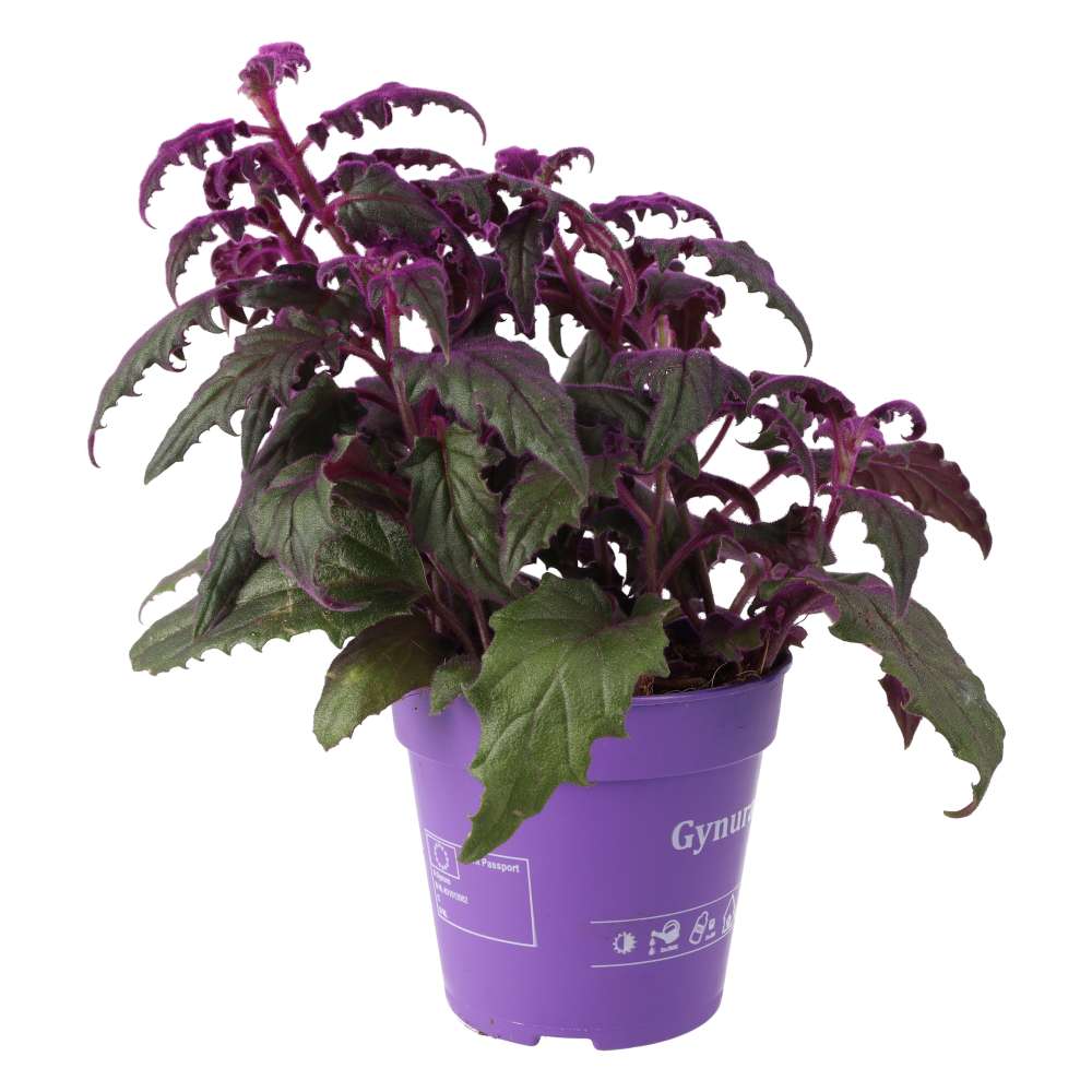 Live plant. Purple Velvet Plant (Large)