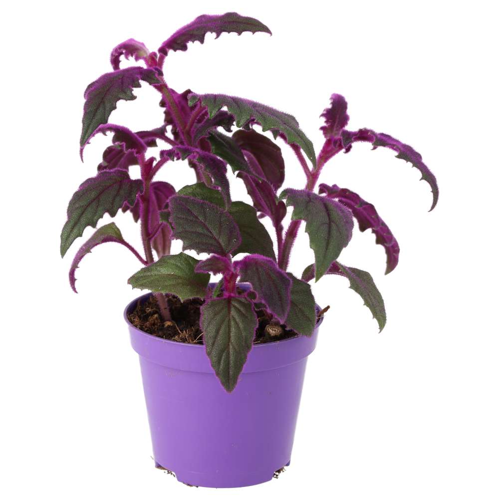 Live plant. Purple Velvet Plant (Medium)