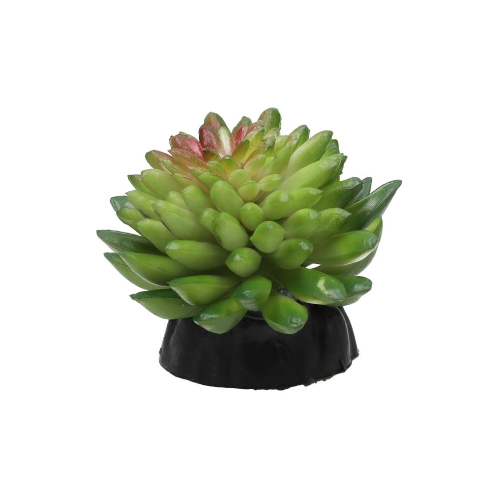 Pro Rep Vanvlietii Plant 10cm