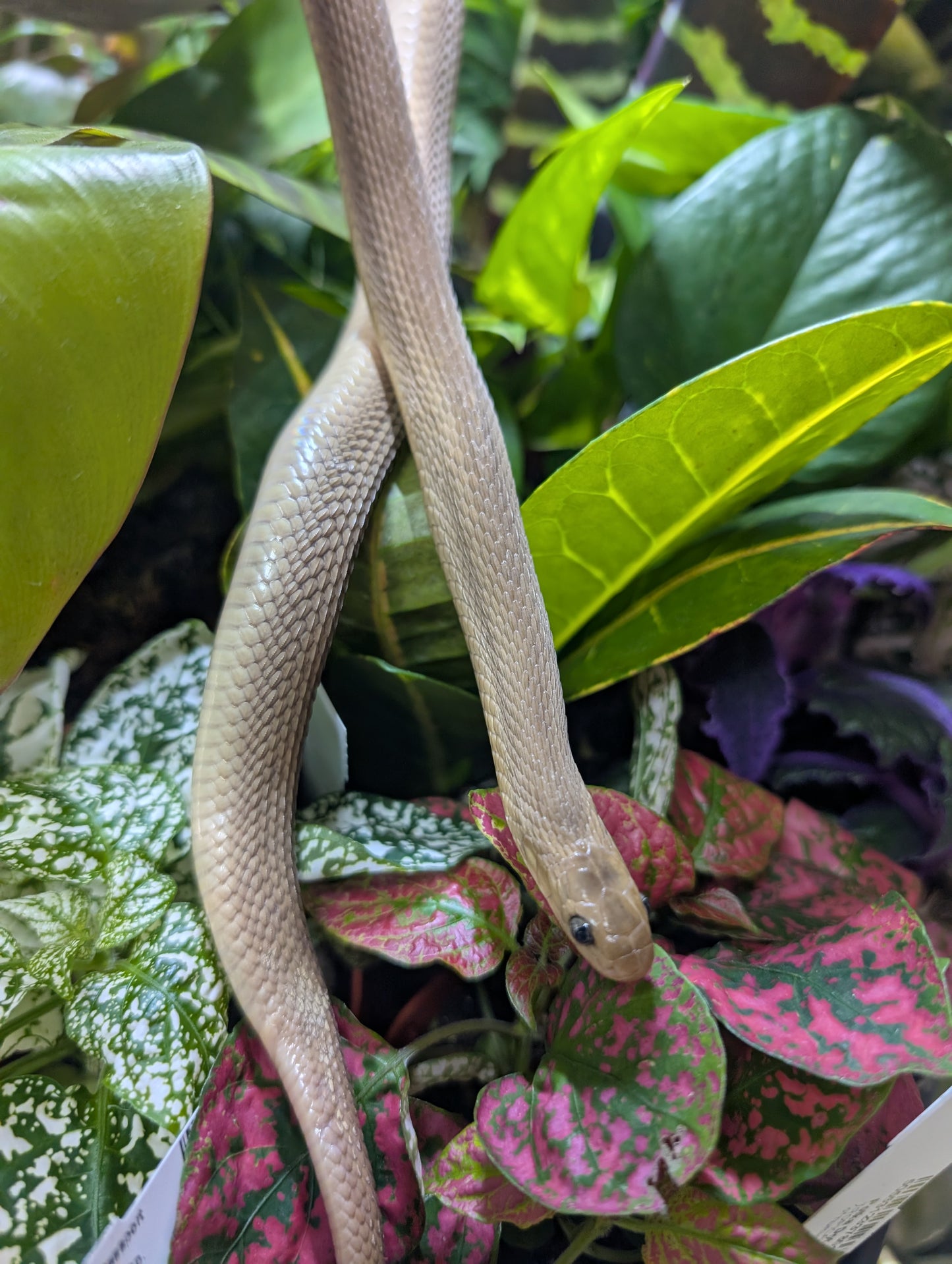 Egg Eating Snake