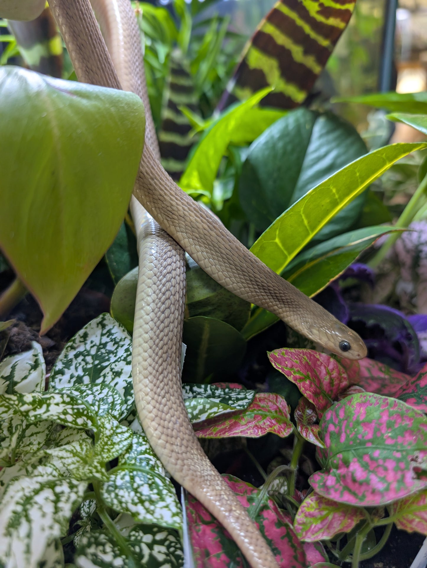 Egg Eating Snake