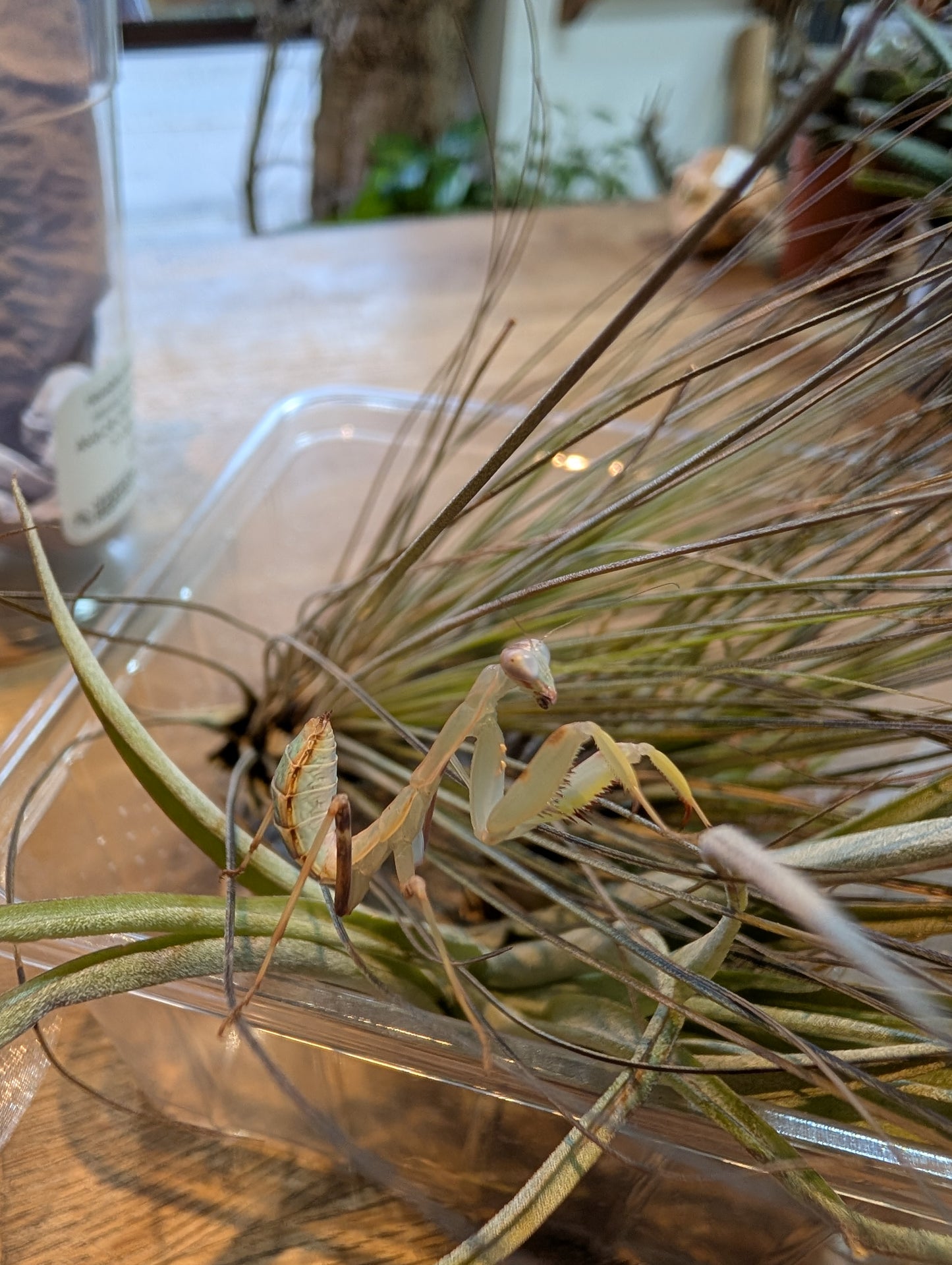 Harabiro Mantis- Heirodula patellifera
