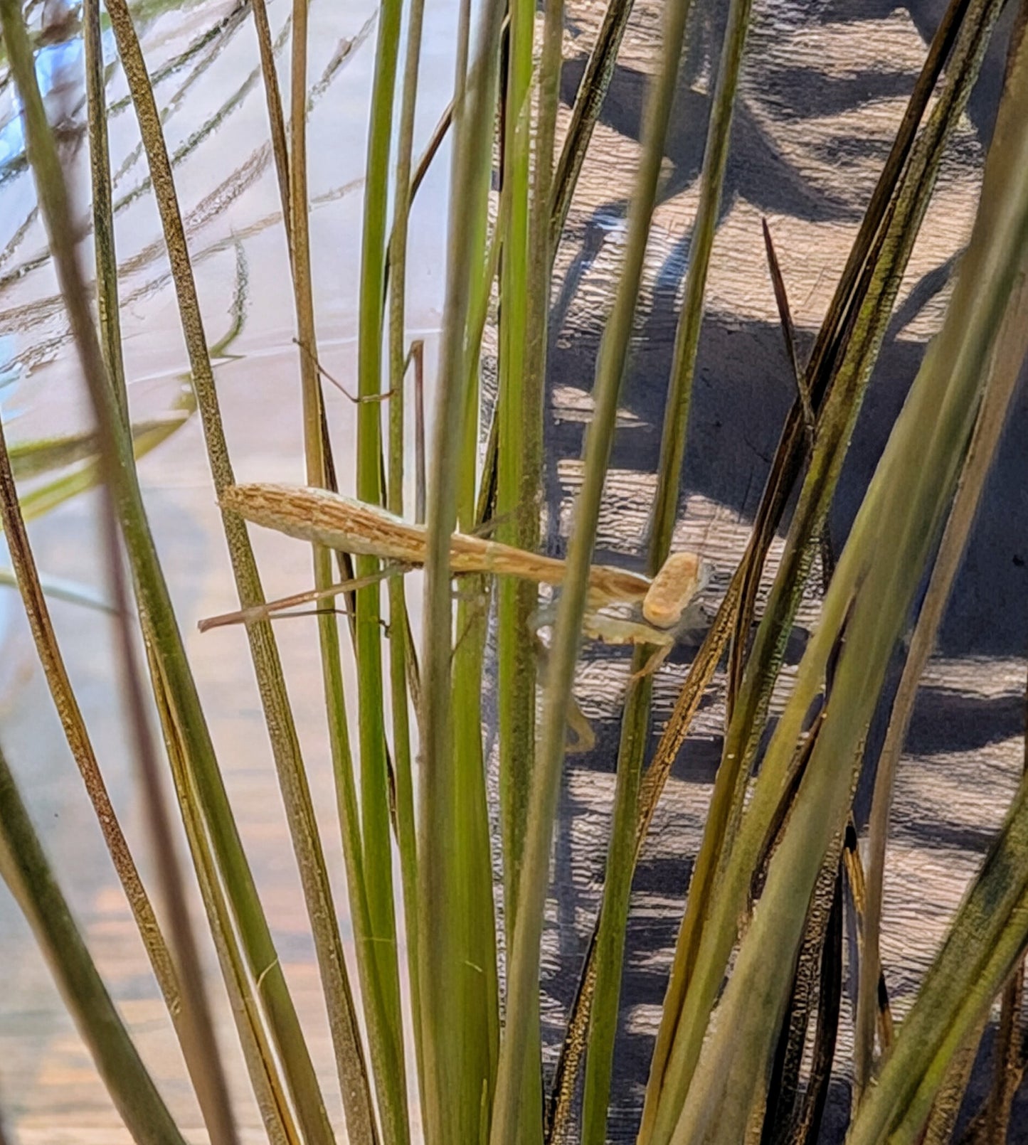 Marbled Mantis- Polyspilota aeruginosa
