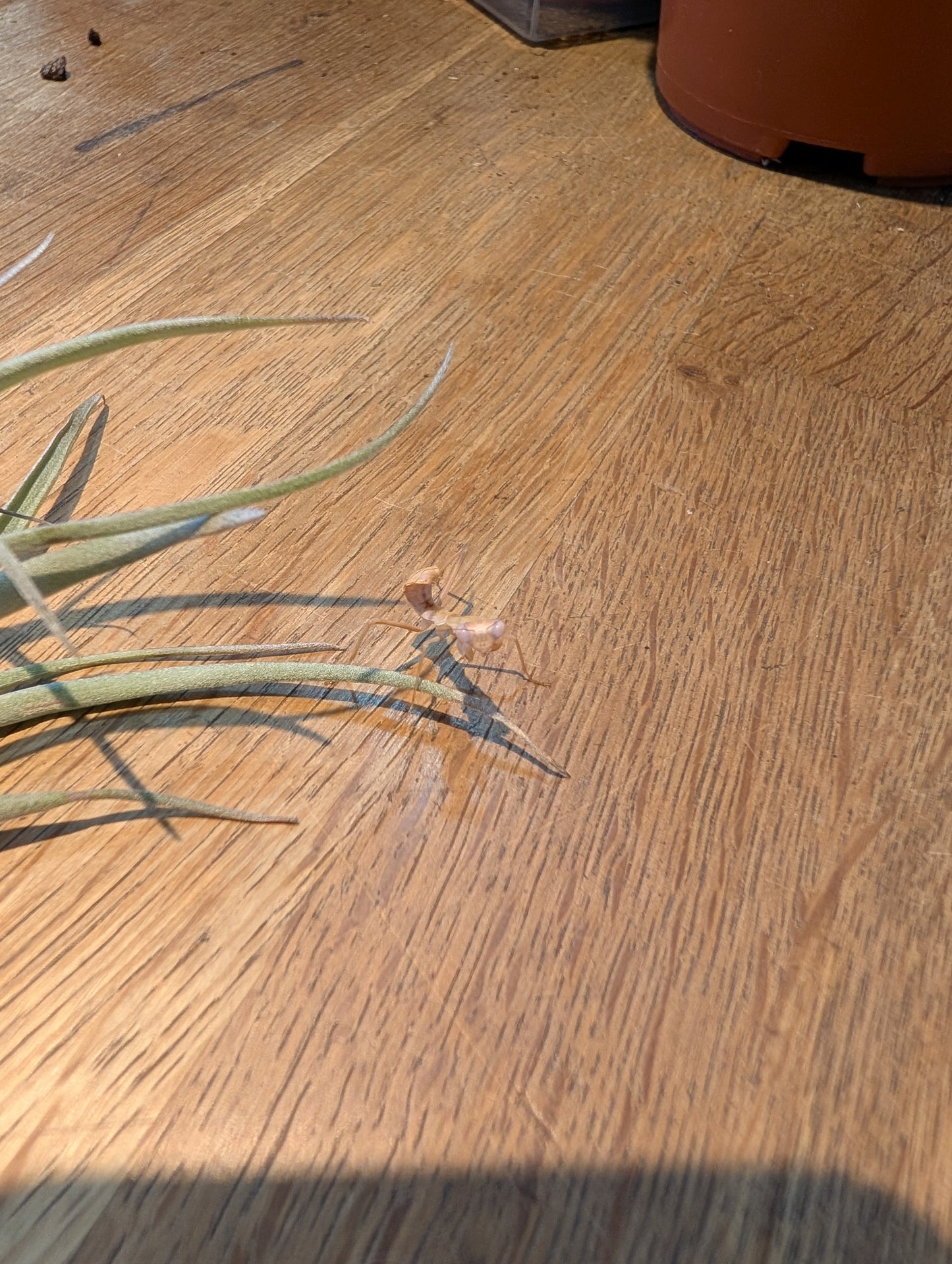 African Lined Mantis- Sphodromantis lineola