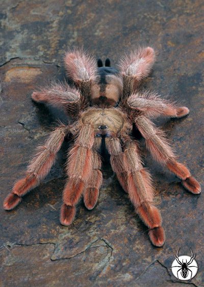 Psalmopoeus pulcher Panama Blonde (2cm)