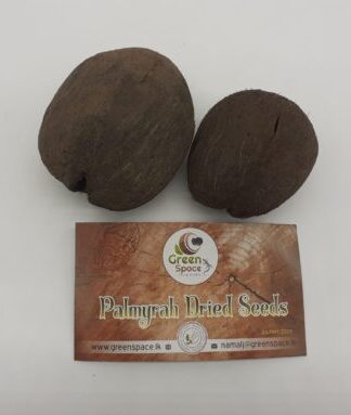palmyrah Dried Seeds x 2