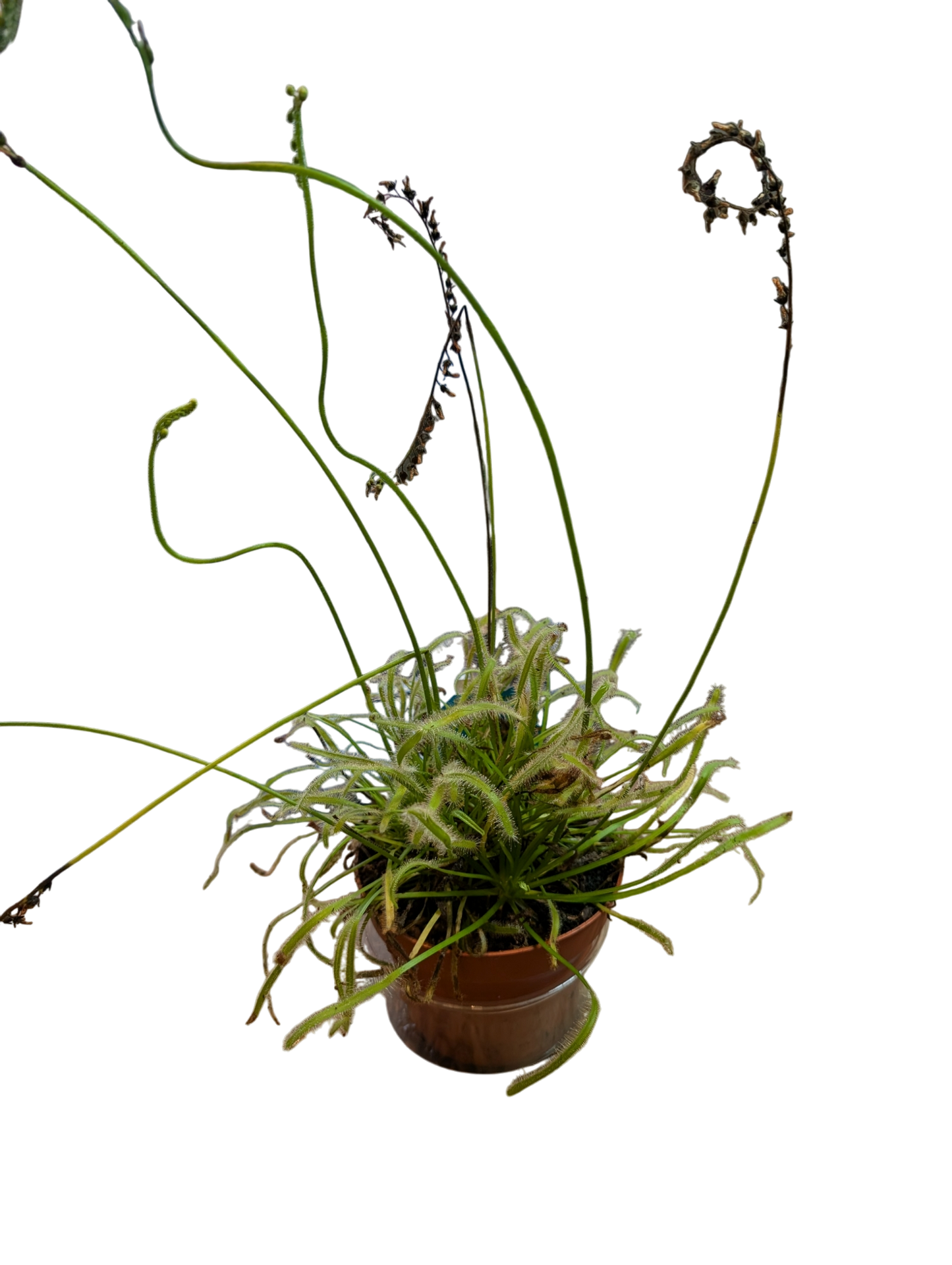 Cape Sundew- Drosera capensis Large