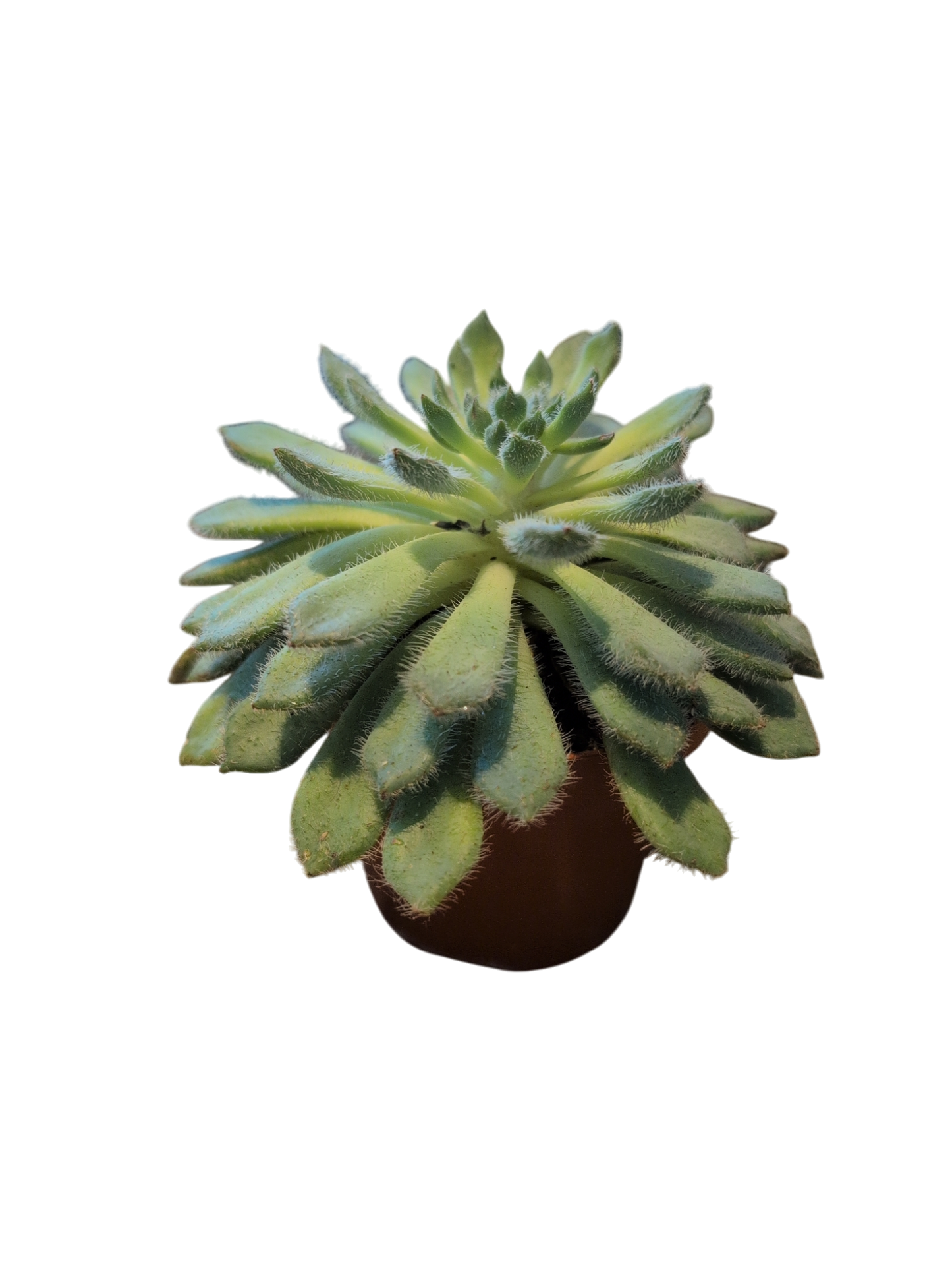 Echeveria setosa 8.5cm