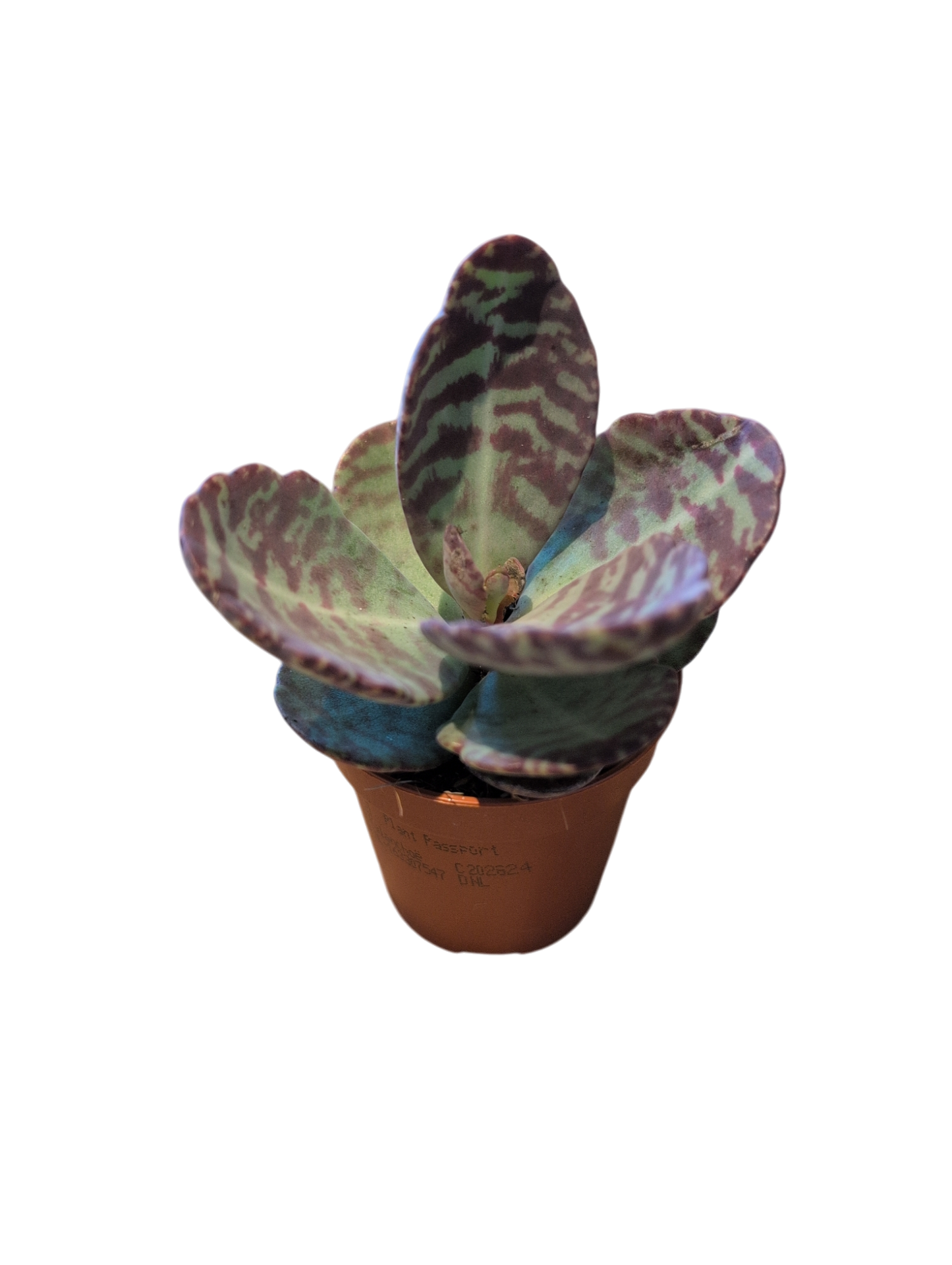 Zebra Succulent (Small) Kalanchoe