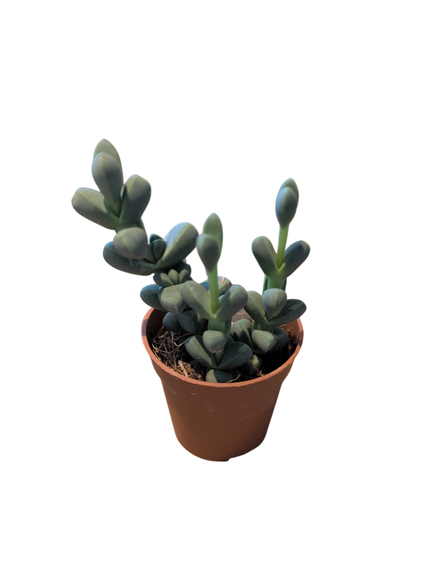 String of Buttons (Small) (Crassula perforata)