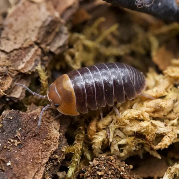CB Red Head Isopods (Armadillidium Flavoscutum) x 10