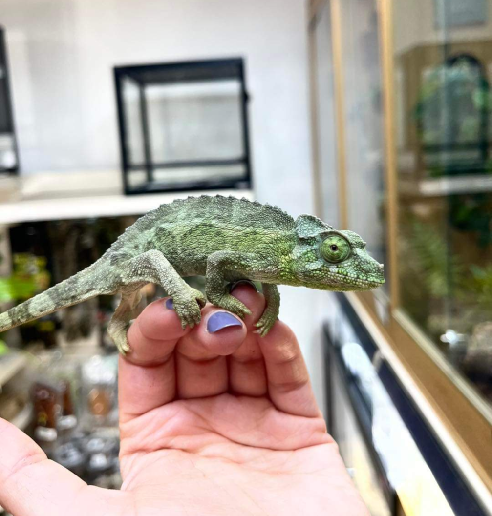Yellow Crested Jackson Chameleon, Female - Trioceros jacksonii xantholophus