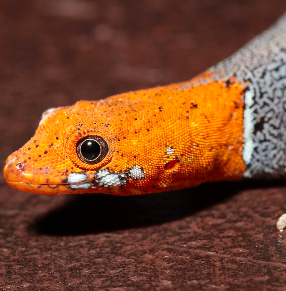 WC Yellow Headed Gecko PAIR- Gonatodes albogularis