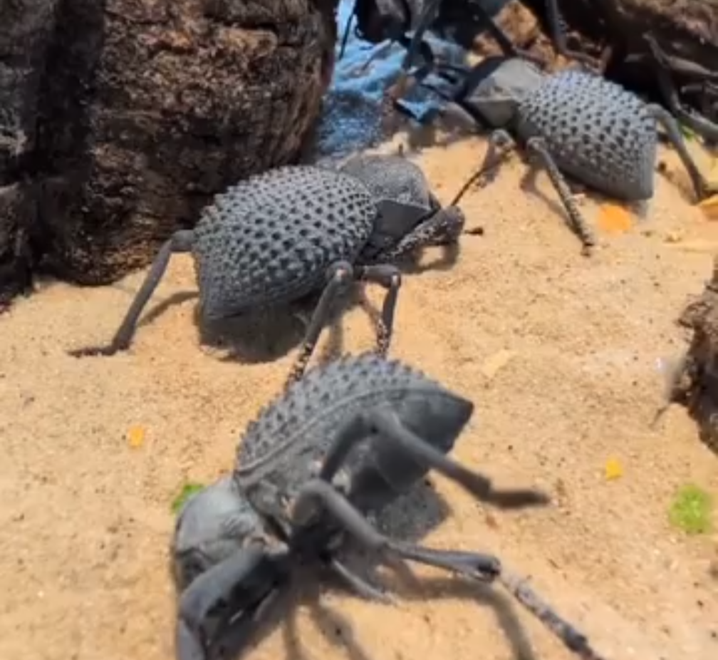 Death Feigning Beetles- Assbolus vereucosus