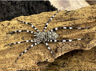 Madagascar Zebra Spider - Viridasius sp