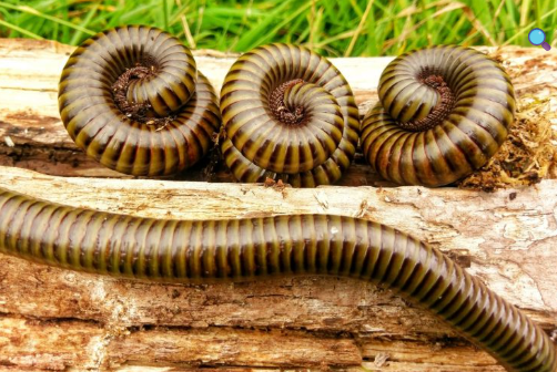 Olive Millipedes - Spirostreptus gregorious