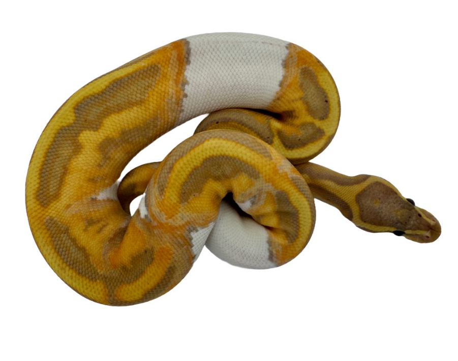 CB24 Banana Pied Royal Python- Python regius male
